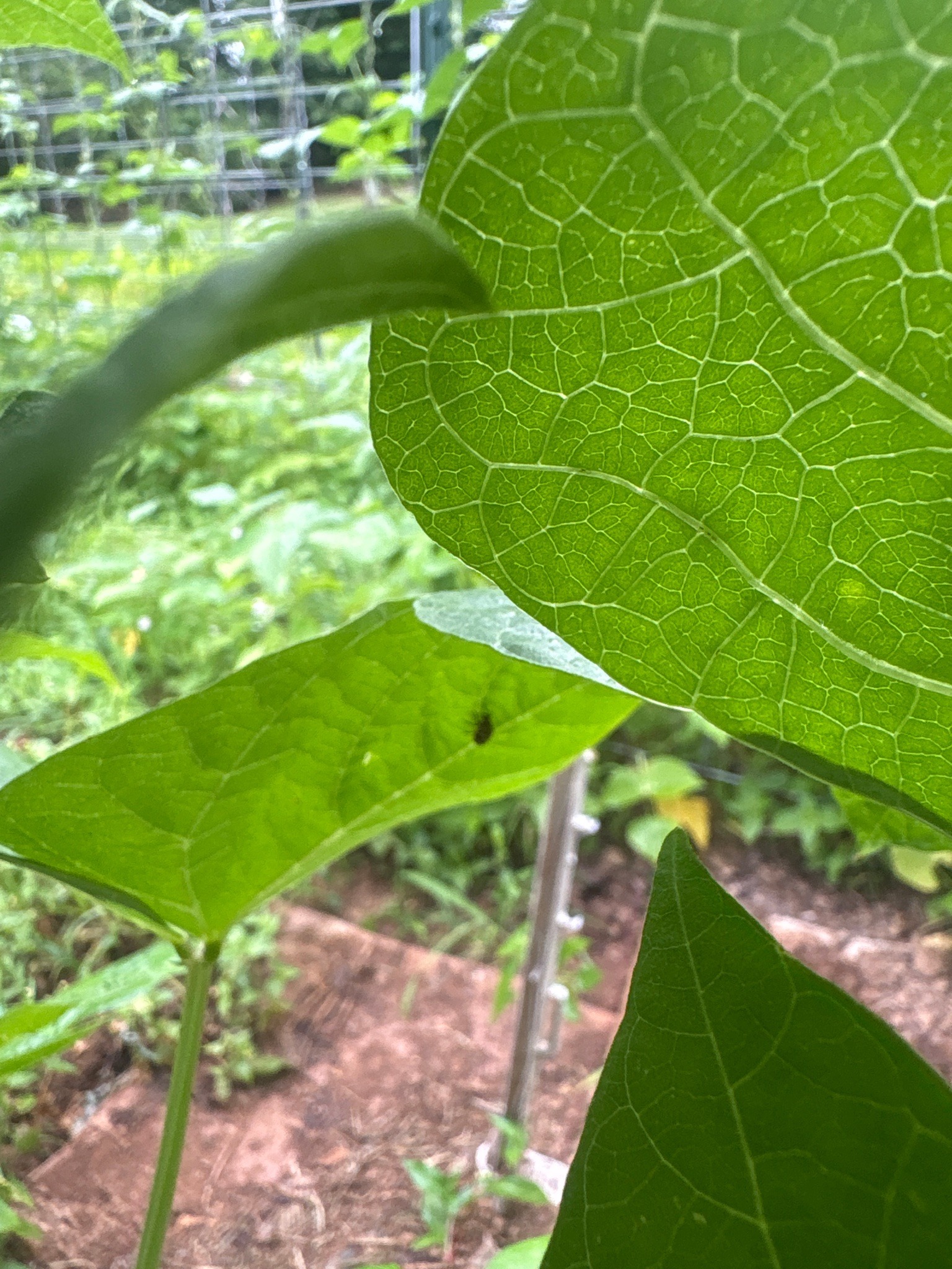 Bean Leaf Beetle