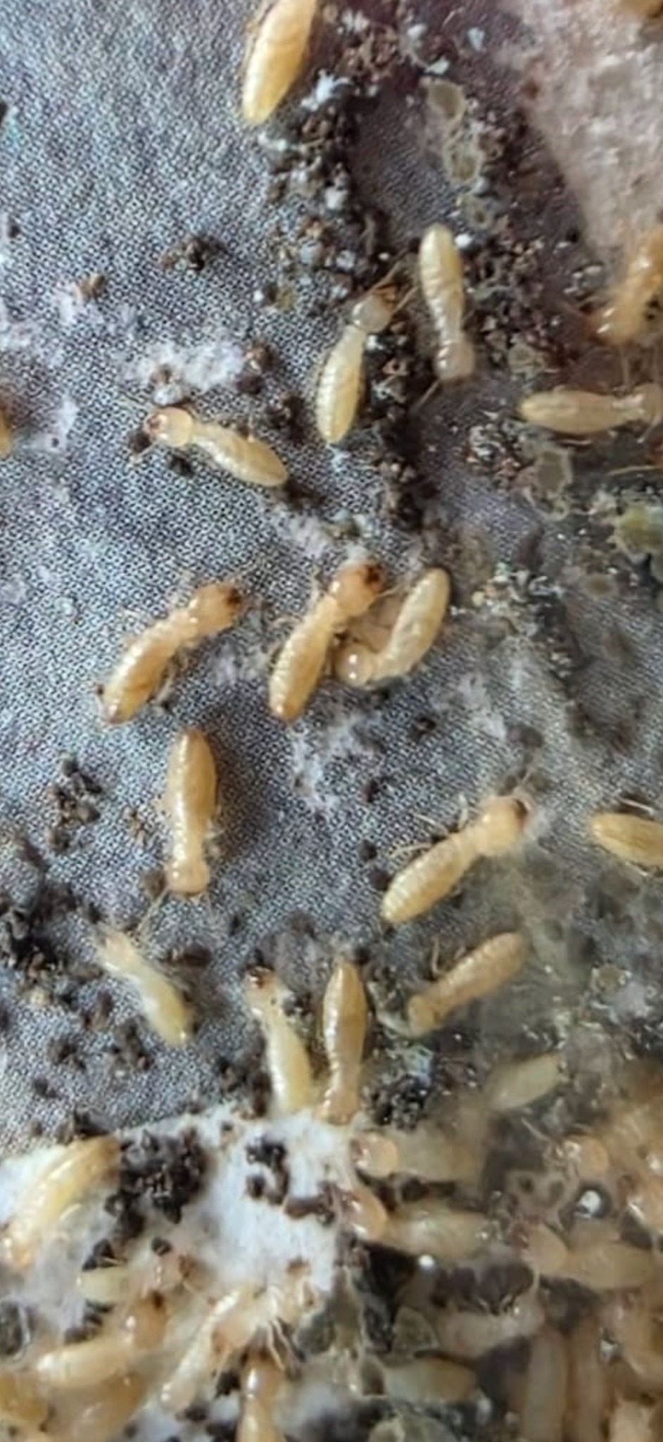 Eastern Subterranean Termite