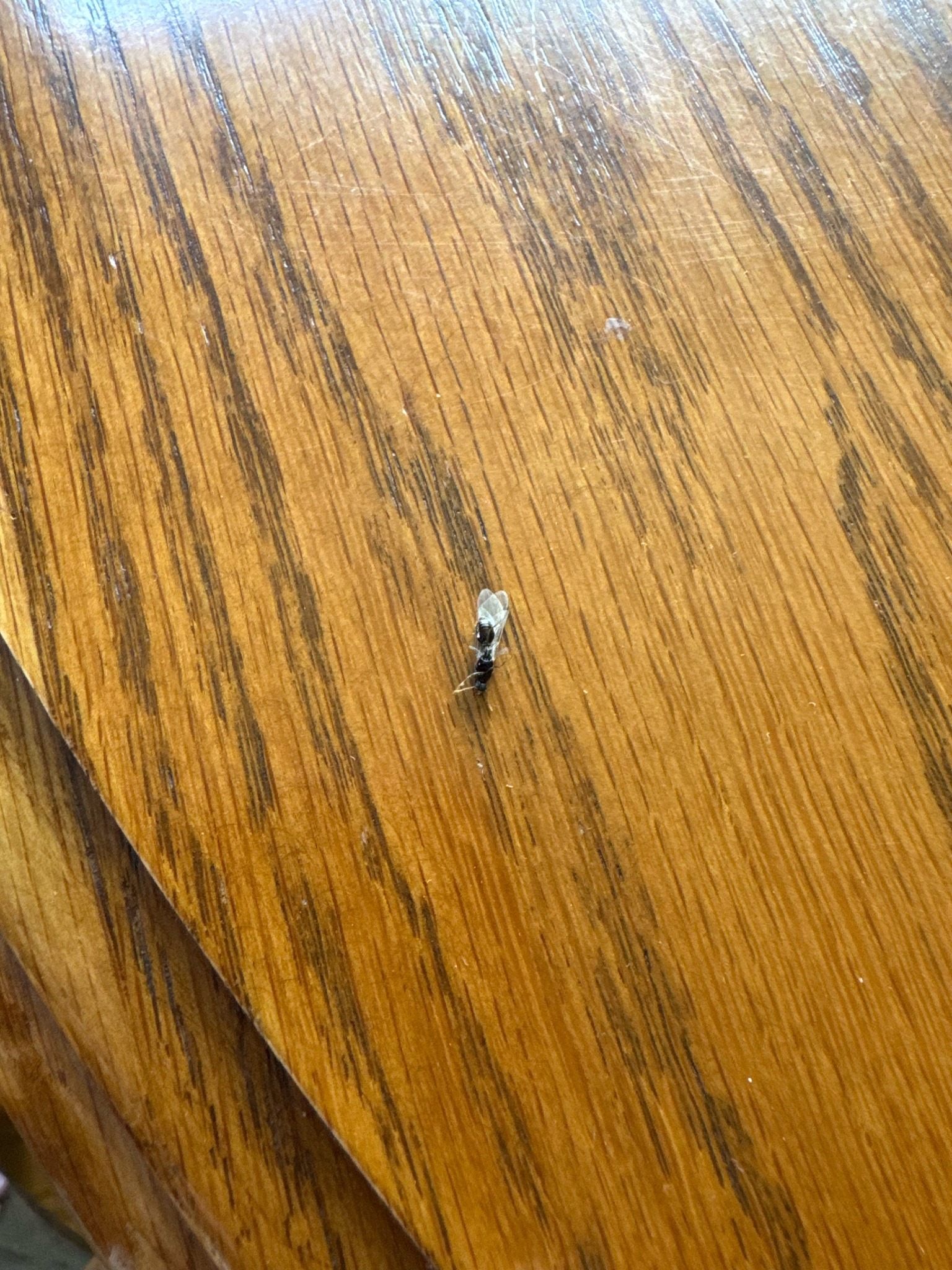 Carpenter Ant Alate