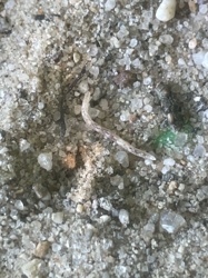 Antlion larva (or 'doodlebug')