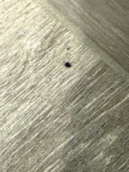 Carpet Beetle (larva)