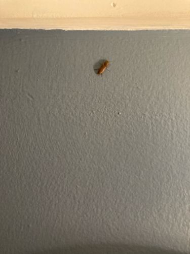 German Cockroach