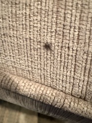 Carpet Beetle (larva)