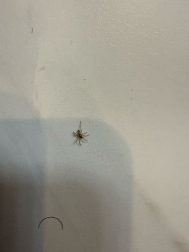 Running Spider (often Ghost Spider or Philodromid)