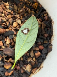 Stink Bug (Eggs)