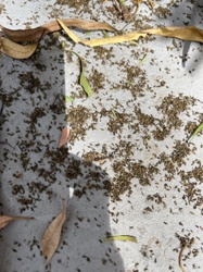 Springtails (Collembola generally, possibly Entomobrya sp. or similar ground-dwelling species)