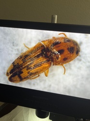 Click Beetle (possibly eyed click beetle larva)