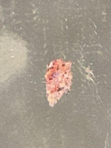 Junk bug (Green Lacewing Larva)