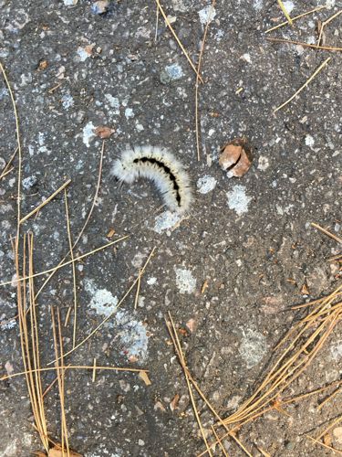 Fall Webworm (caterpillar)