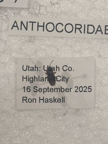 Minute Pirate Bug or Flower Bug