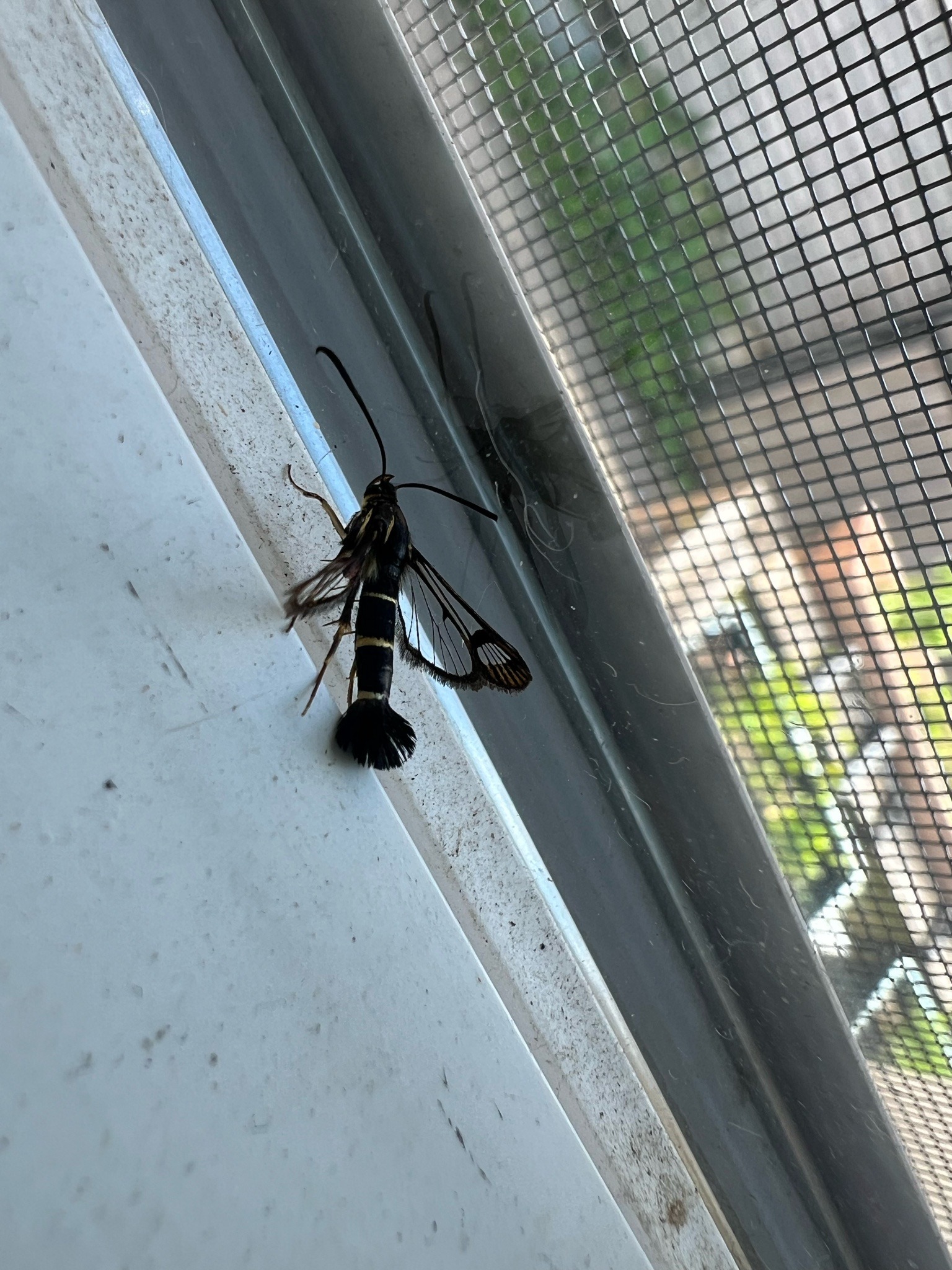 Peach Tree Borer (Male)