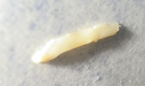 Indian Meal Moth Larva