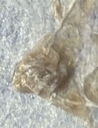 Bed Bug (Shed Skin/Exuvia)