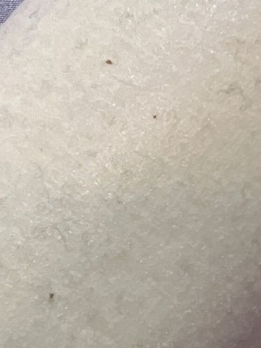 Bird mite or Rodent mite