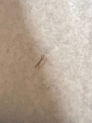 Case-bearing Clothes Moth Larva