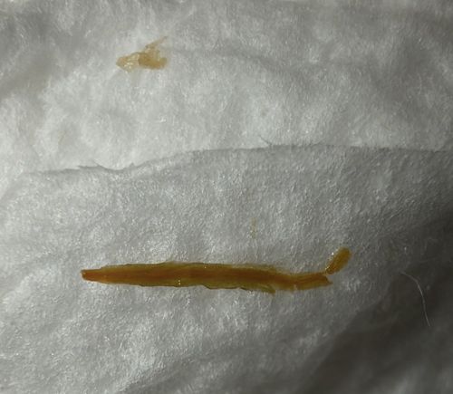 Flea Larva (Desiccated/Dried)