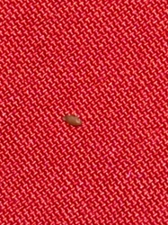 Bed Bug (Nymph/Juvenile)