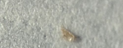 Booklouse (or Psocid)