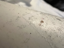 Carpet Beetle (larva)