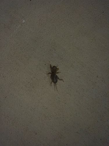 Mole Cricket