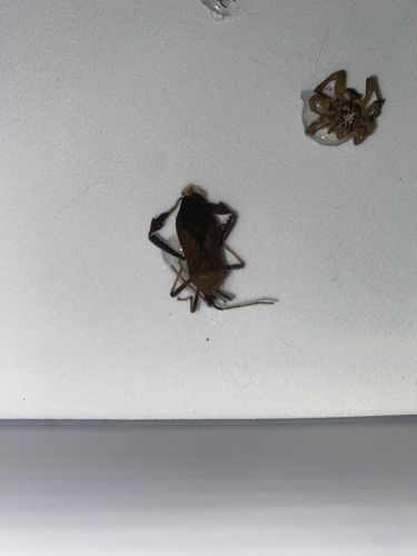 Antlion larva (or 'doodlebug')