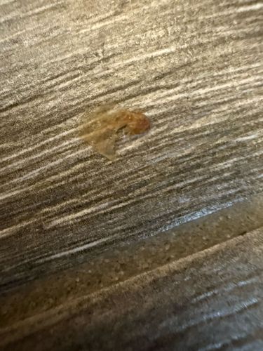 Carpet Beetle Larva (shed skin)