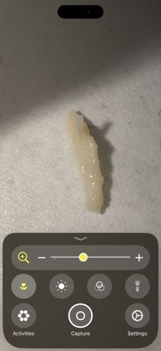 Fly Larva (Maggot)