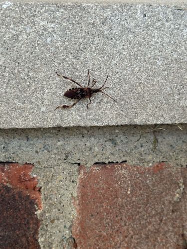 Western Conifer Seed Bug