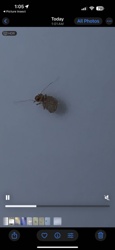 Booklouse (Barklouse)