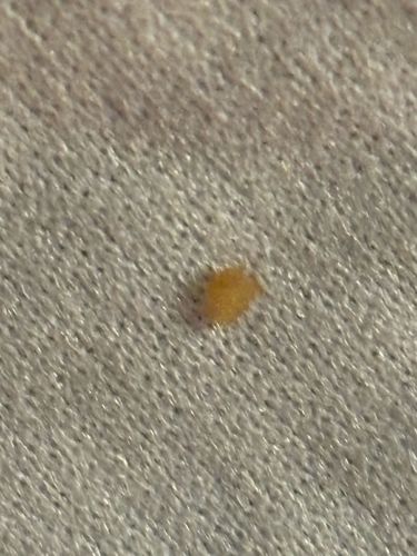 Carpet Beetle (larva)
