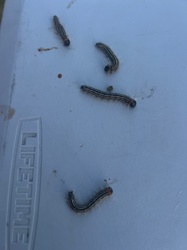 Eastern Tent Caterpillar