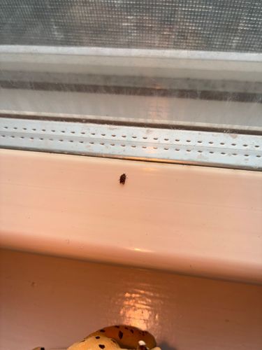 Varied Carpet Beetle