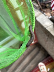 Cutworm (larva of a Noctuid moth)