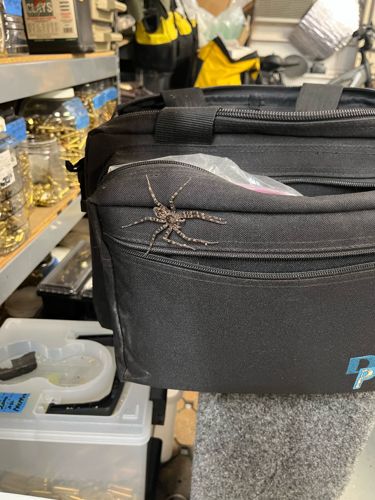 Fishing Spider or Dolomedes Spider