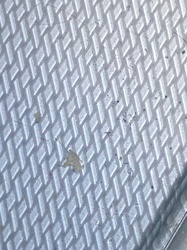 Bird Lice (Pigeon Louse)