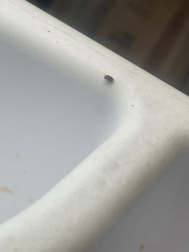 Carpet Beetle (likely Varied Carpet Beetle or Black Carpet Beetle)