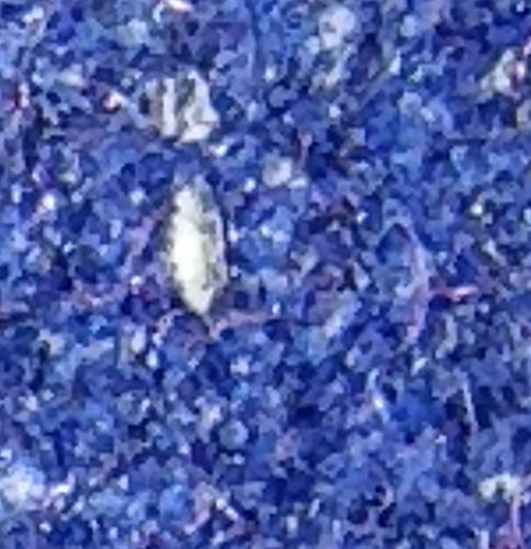 Head Louse / Egg (Nit)