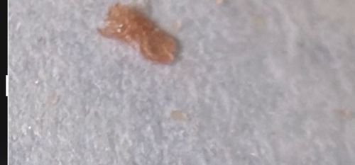 Pharaoh Ant