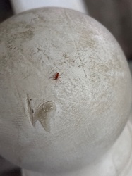 Dwarf Spider (Red linyphiid)