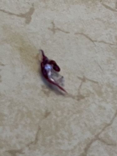 Unidentifiable insect