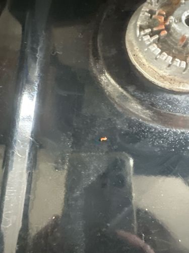 Sawtoothed Grain Beetle