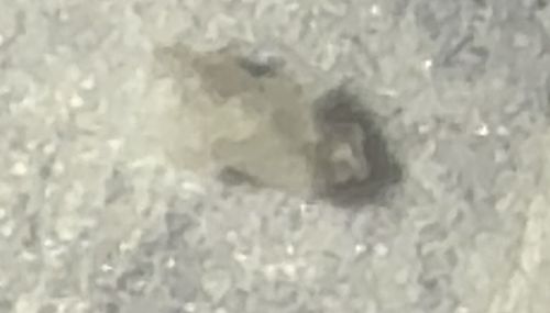 Household Casebearer (often confused with Clothes Moth Larva)