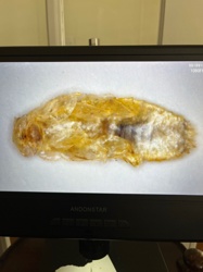 Cockroach nymph (molt)