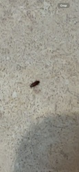 Confused Flour Beetle