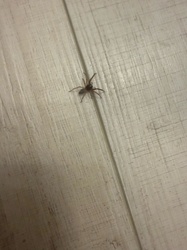 Woodlouse Hunter
