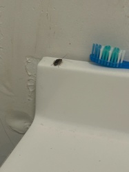 Cockroach (likely German Cockroach nymph)