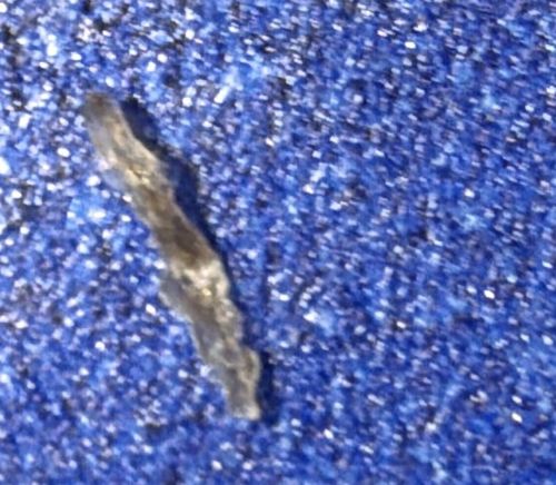 Case-bearing Clothes Moth (larva/case)