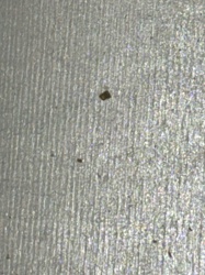 Dust Mite (or possibly a very small louse/mite species, but dust mite is most likely given the visual information and commonality of such particles)