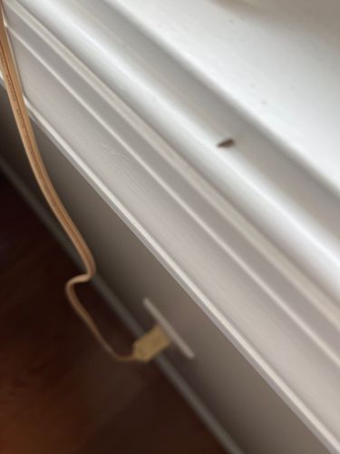 Carpet Beetle (likely Varied Carpet Beetle or Black Carpet Beetle)