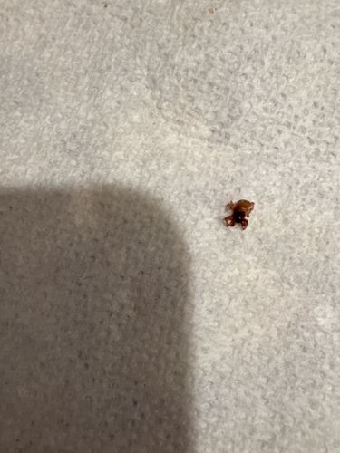 Bed Bug